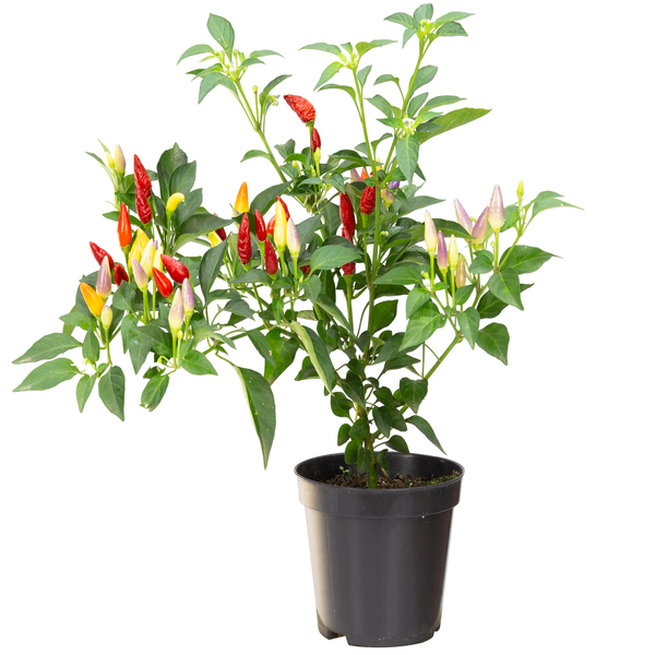 Como identificar e tratar oídio em pimenteiras