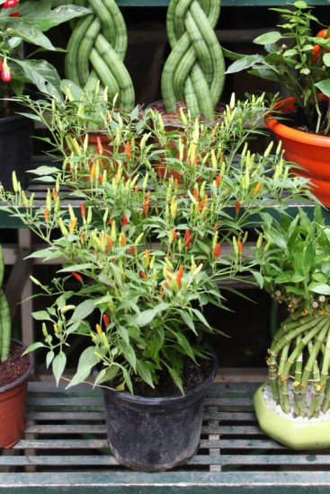 Melhores adubos para pimenteiras