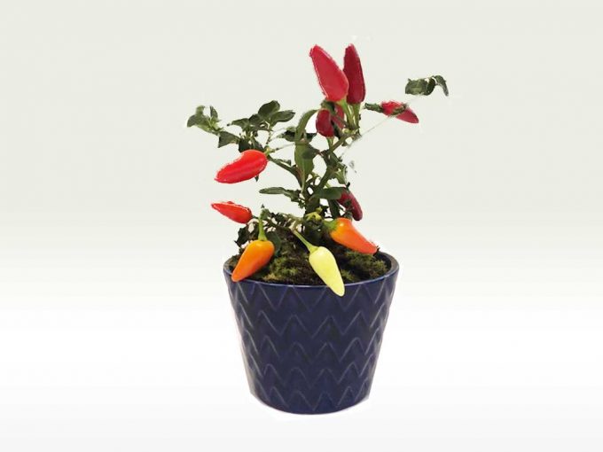 Guia completo para plantar pimenta do zero