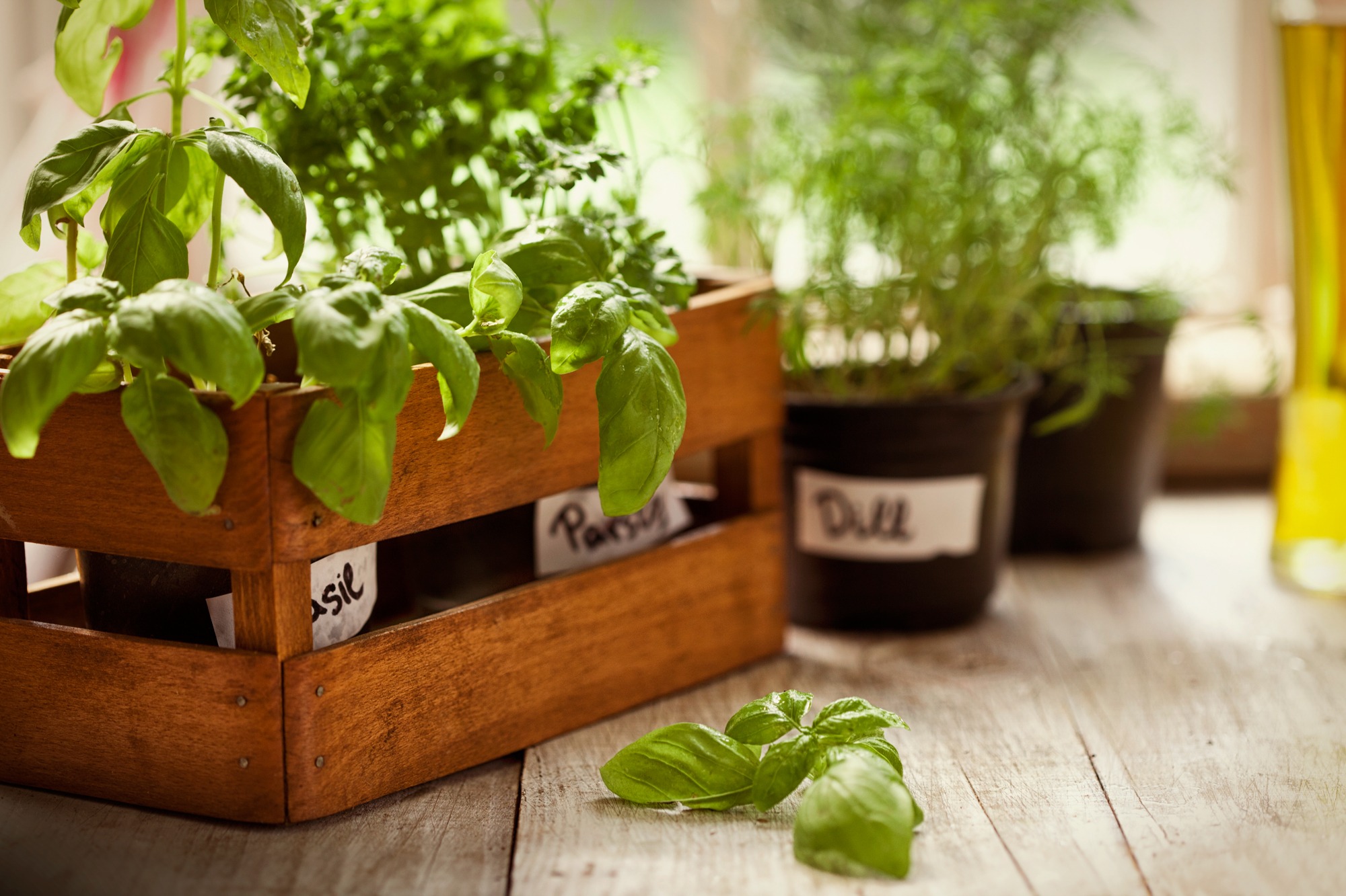 Colheita e conservação de temperos frescos