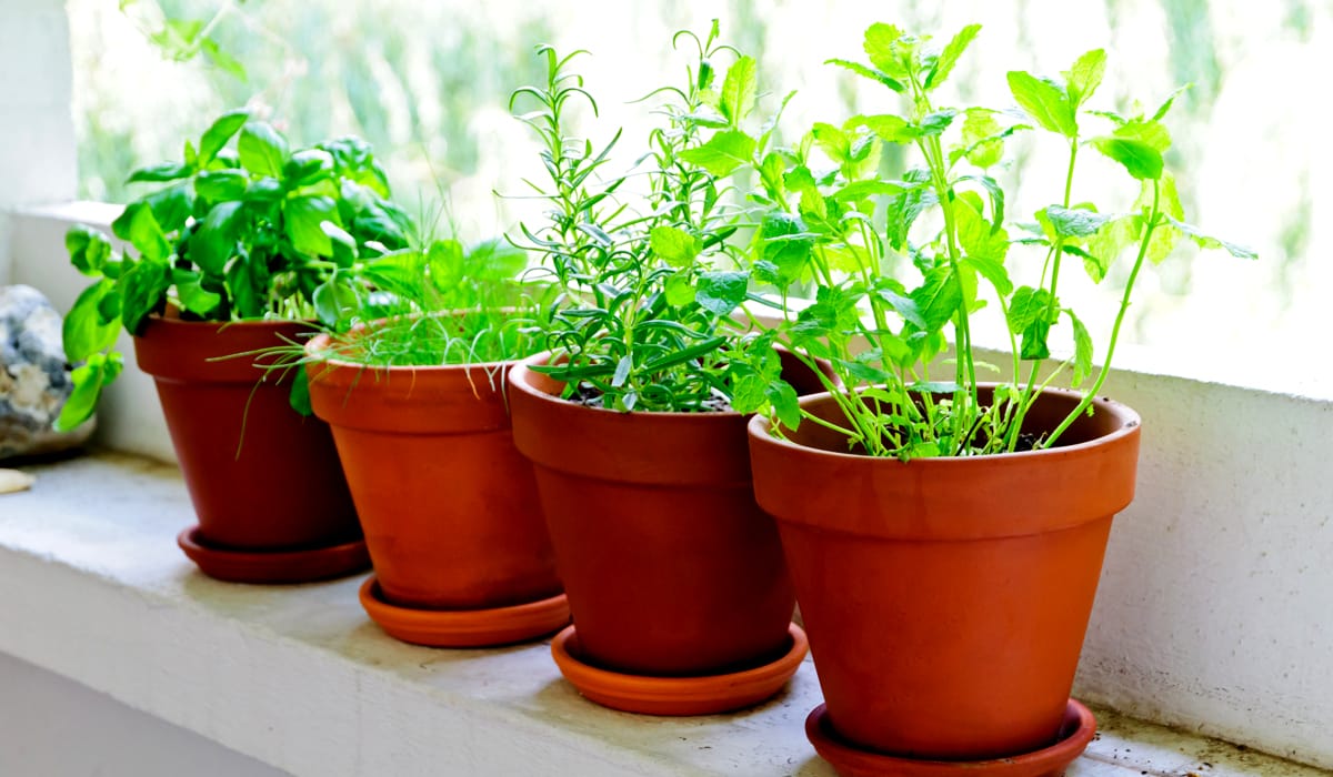 Os 10 temperos mais fáceis de cultivar em apartamento