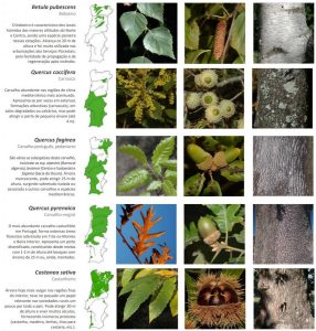 resistencia de arvores ao fogo