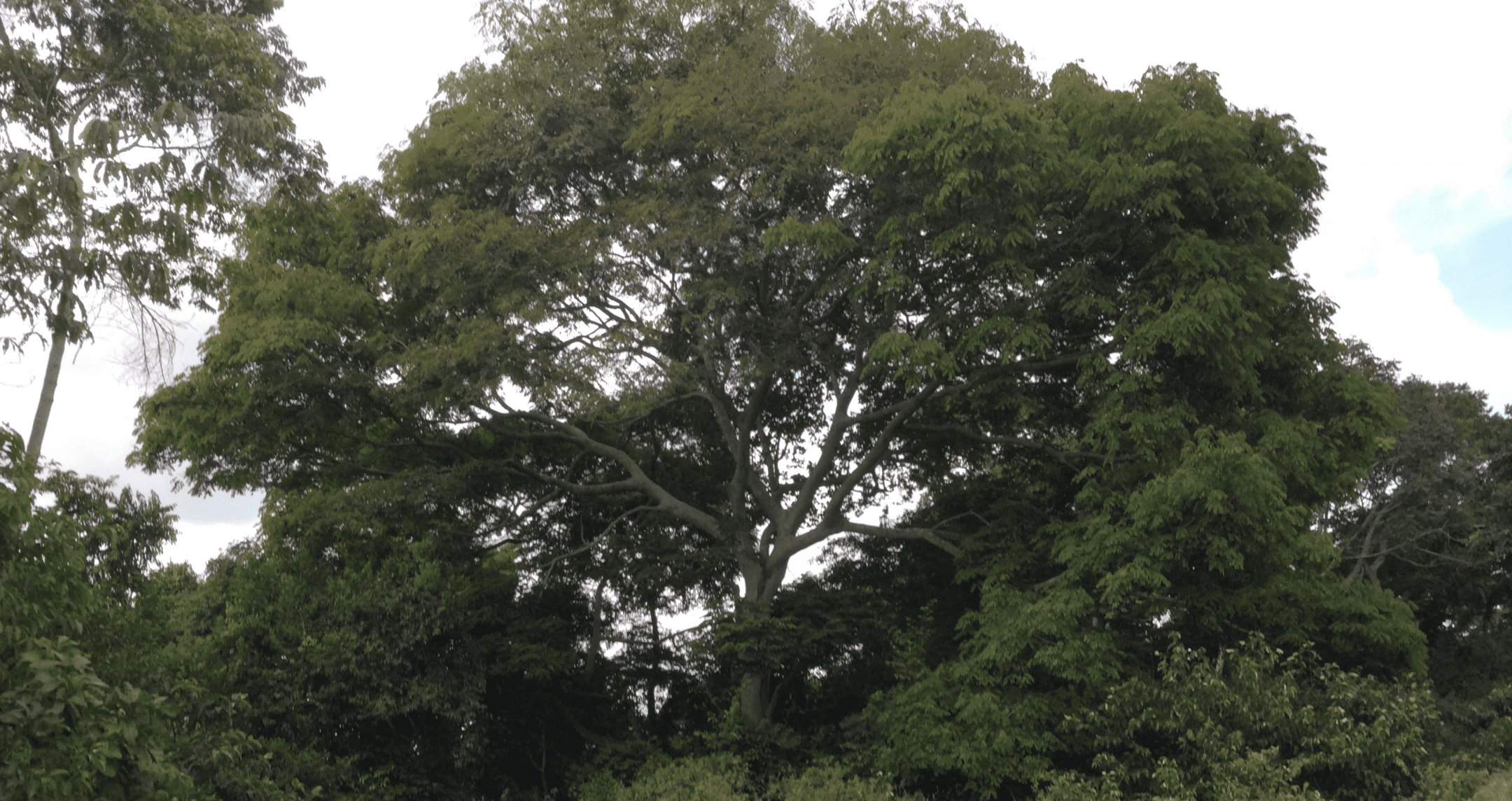 resistencia de arvores ao fogo