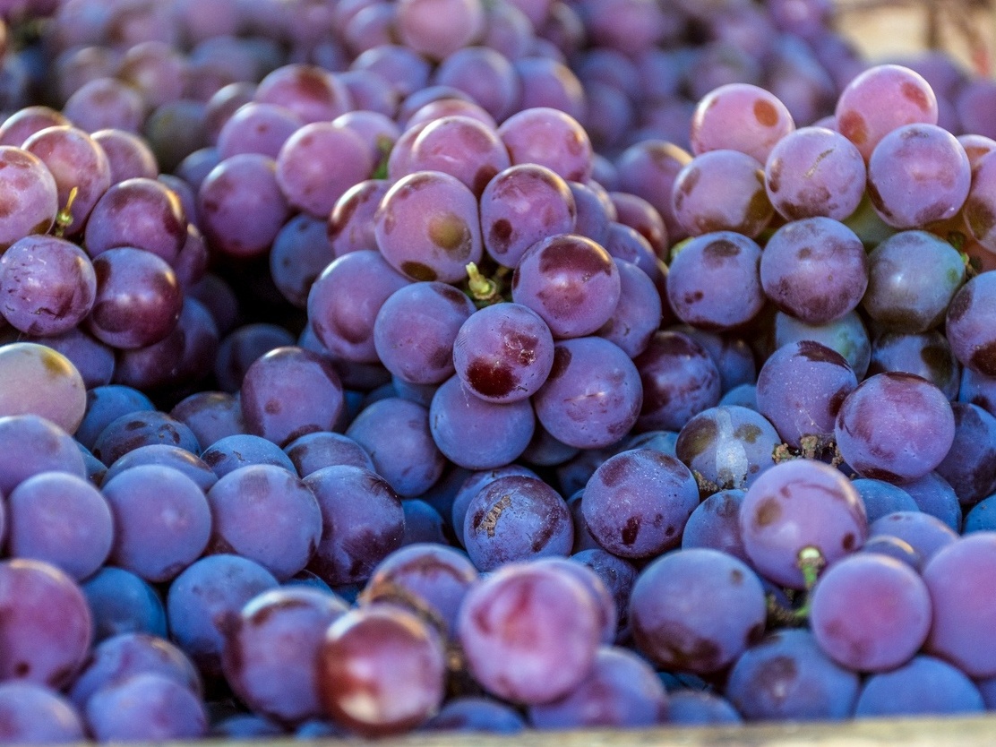 Resveratrol vs. Vinho Tinto: O Que Você Precisa Saber