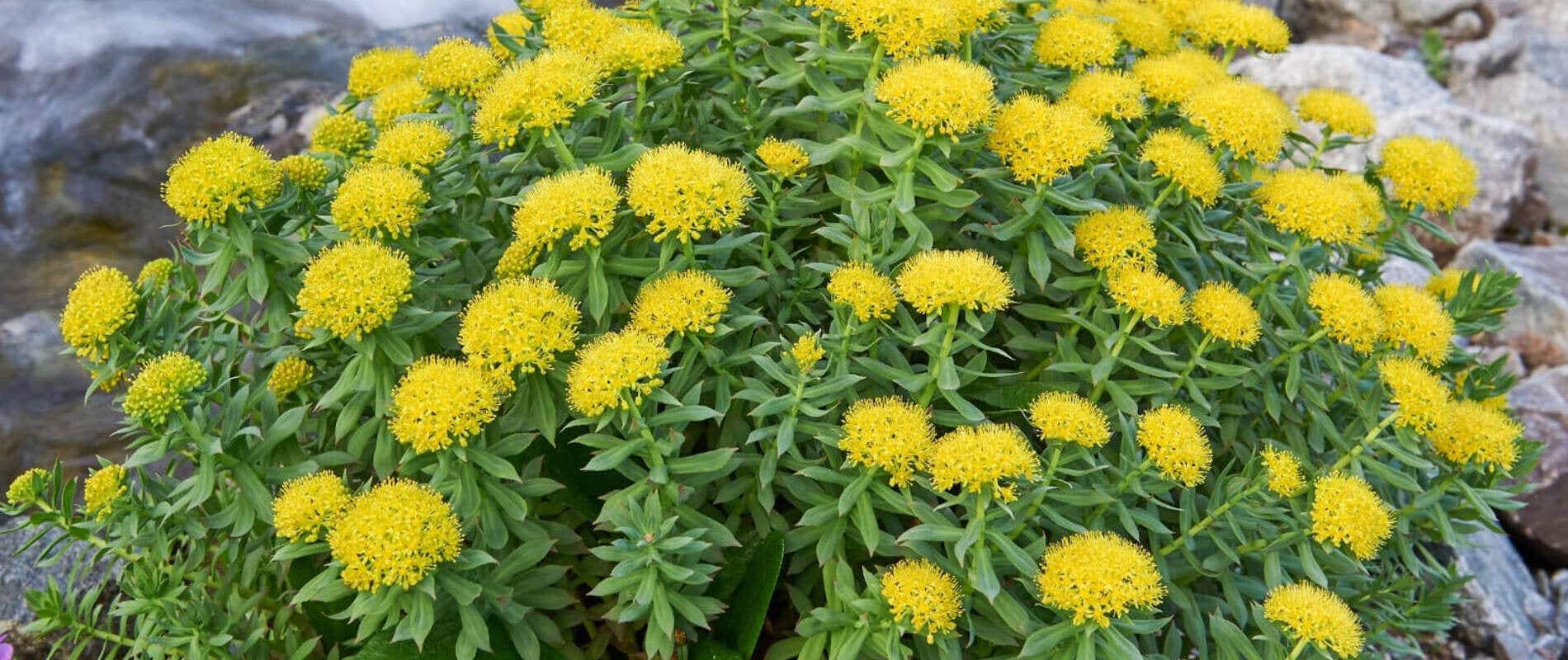 rhodiola rosea para que serve