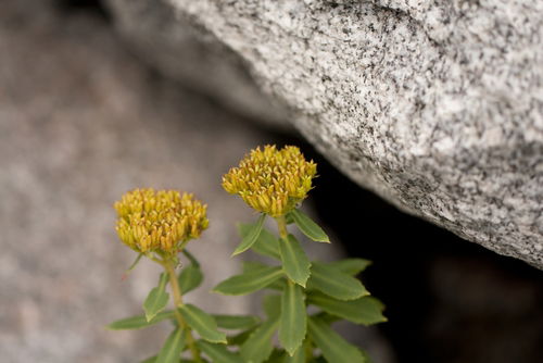 Como a Rhodiola Rosea pode melhorar seu desempenho nos estudos?