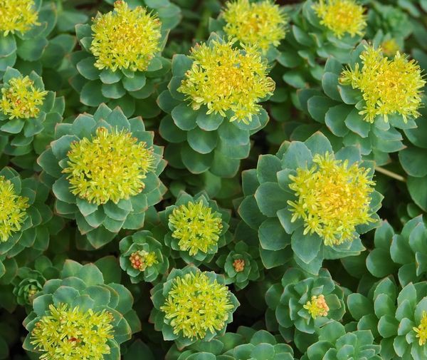 Guia completo sobre os efeitos colaterais e precauções da Rhodiola Rosea