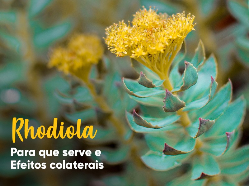 Rhodiola Rosea para atletas: Aumente sua resistência e recuperação