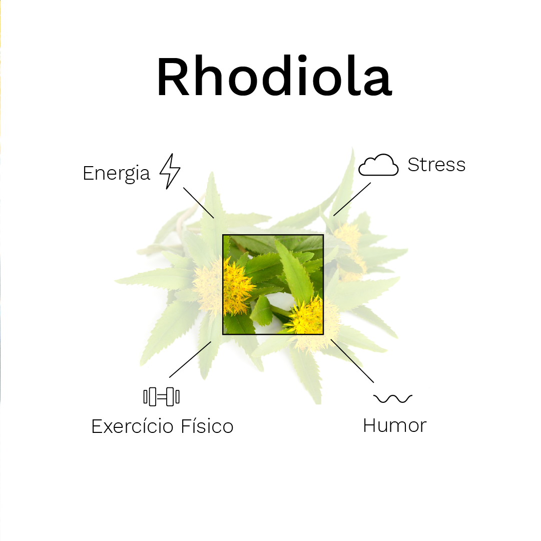 rhodiola rosea para que serve