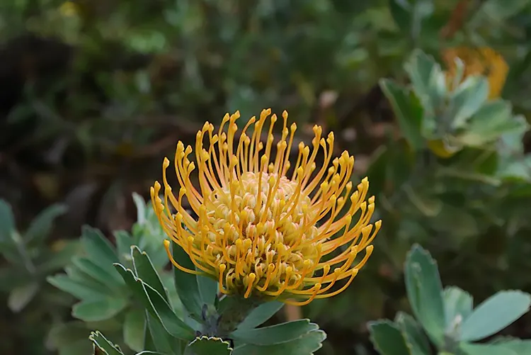 Rhodiola Rosea vs. Ashwagandha: Qual o melhor adaptógeno?