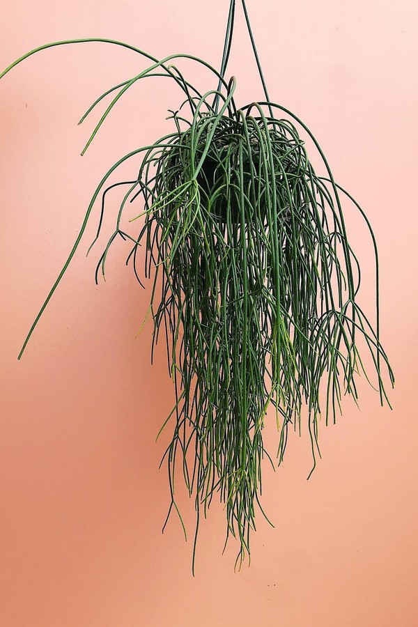 Rhipsalis como cuidar