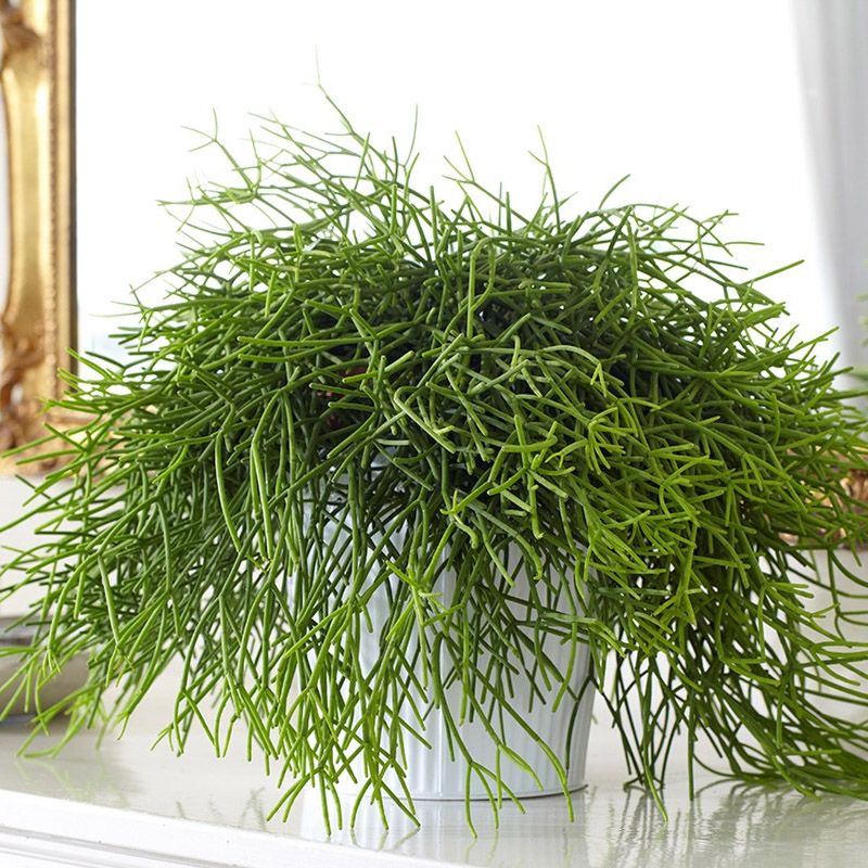 Rhipsalis pendente