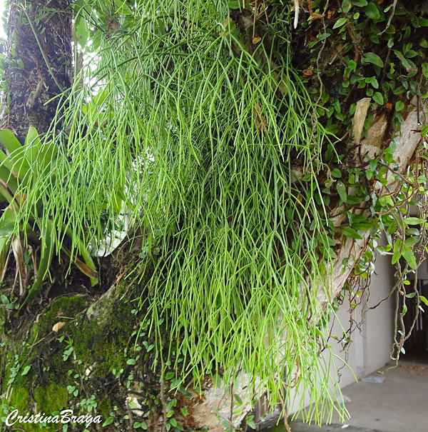 Rhipsalis macarrão