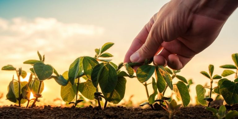 Festas de Colheita ao Redor do Mundo: Tradições e Significados