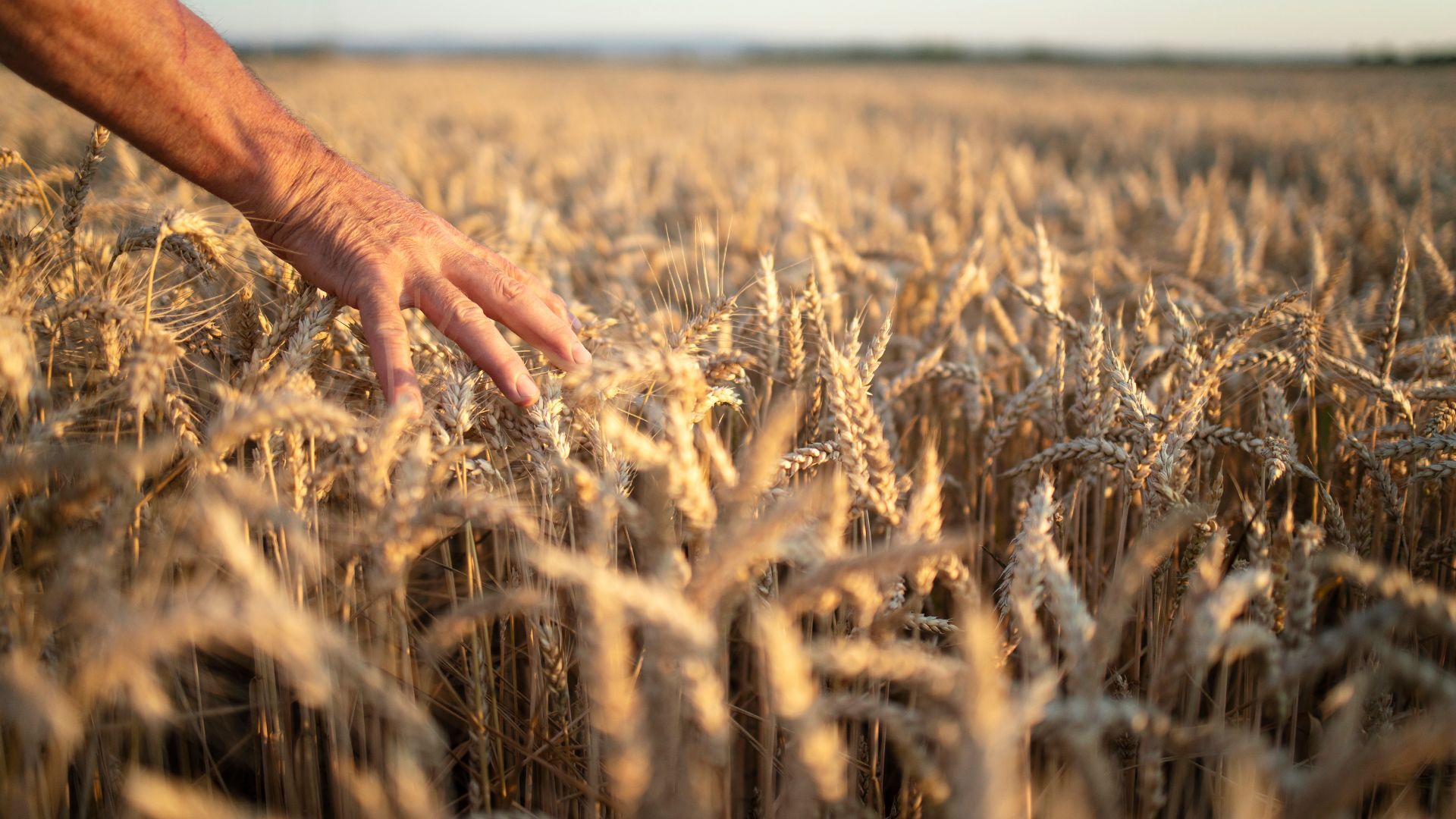 A Importância da Gratidão na Agricultura: Rituais que Honram a Terra