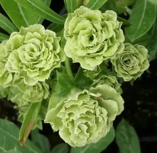 Rosa do Deserto verde