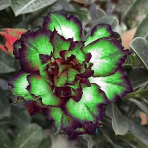Adenium verde