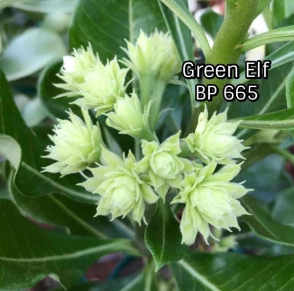 Green Elf rosa do deserto