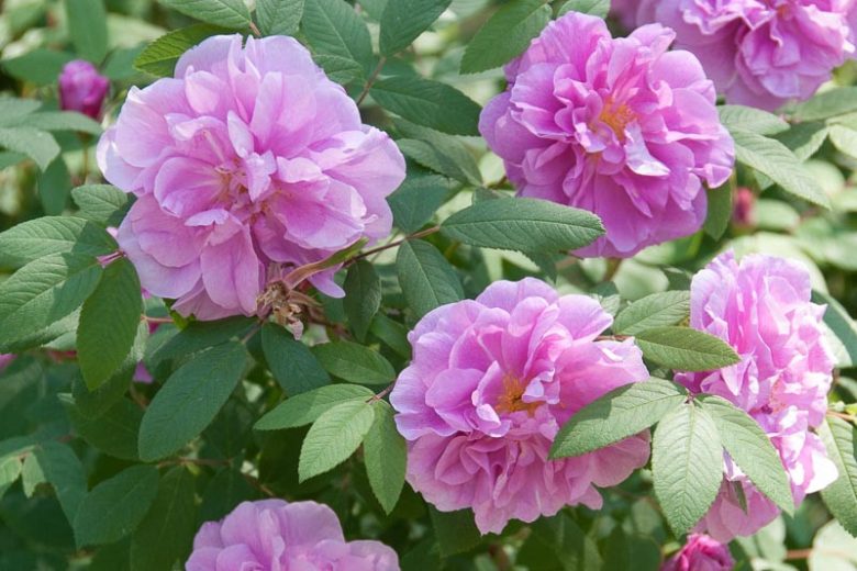 rosa-da-praia