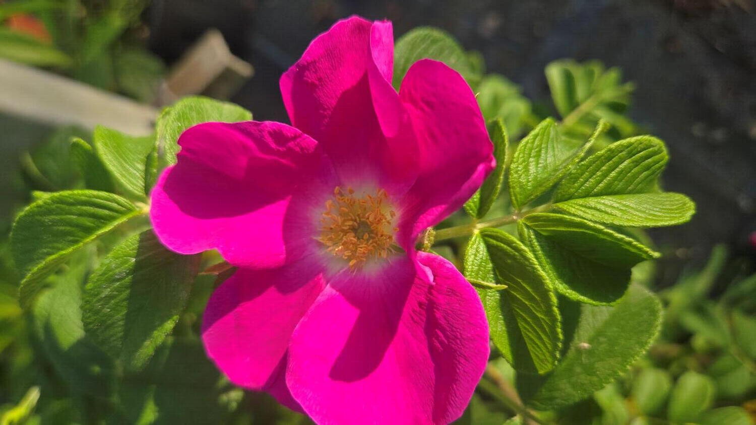 rosa-de-Ramanas