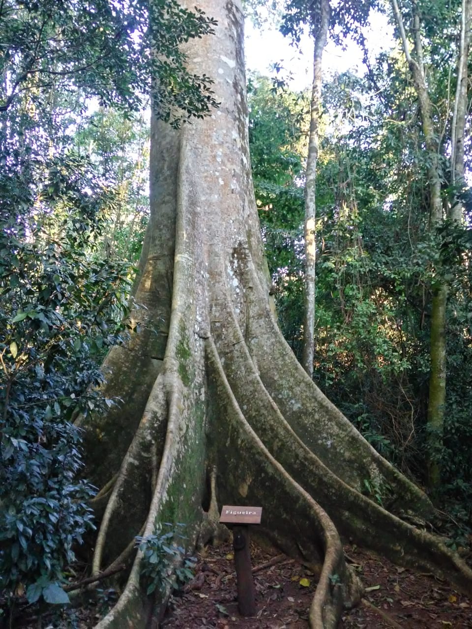 roteiro das árvores gigantes
