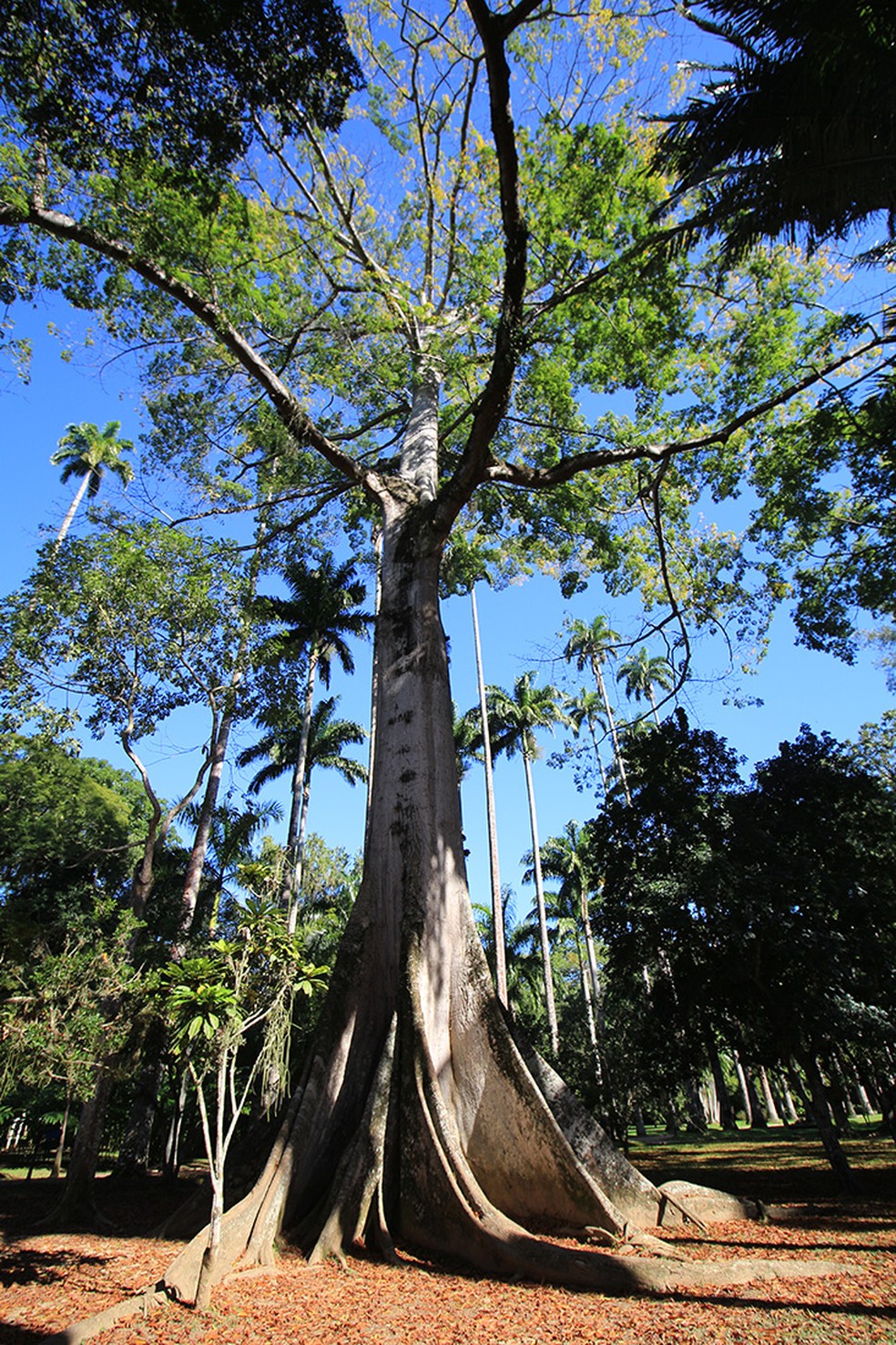 Guia Completo para Visitar o Jardim Botânico do Rio e Suas Árvores Gigantes