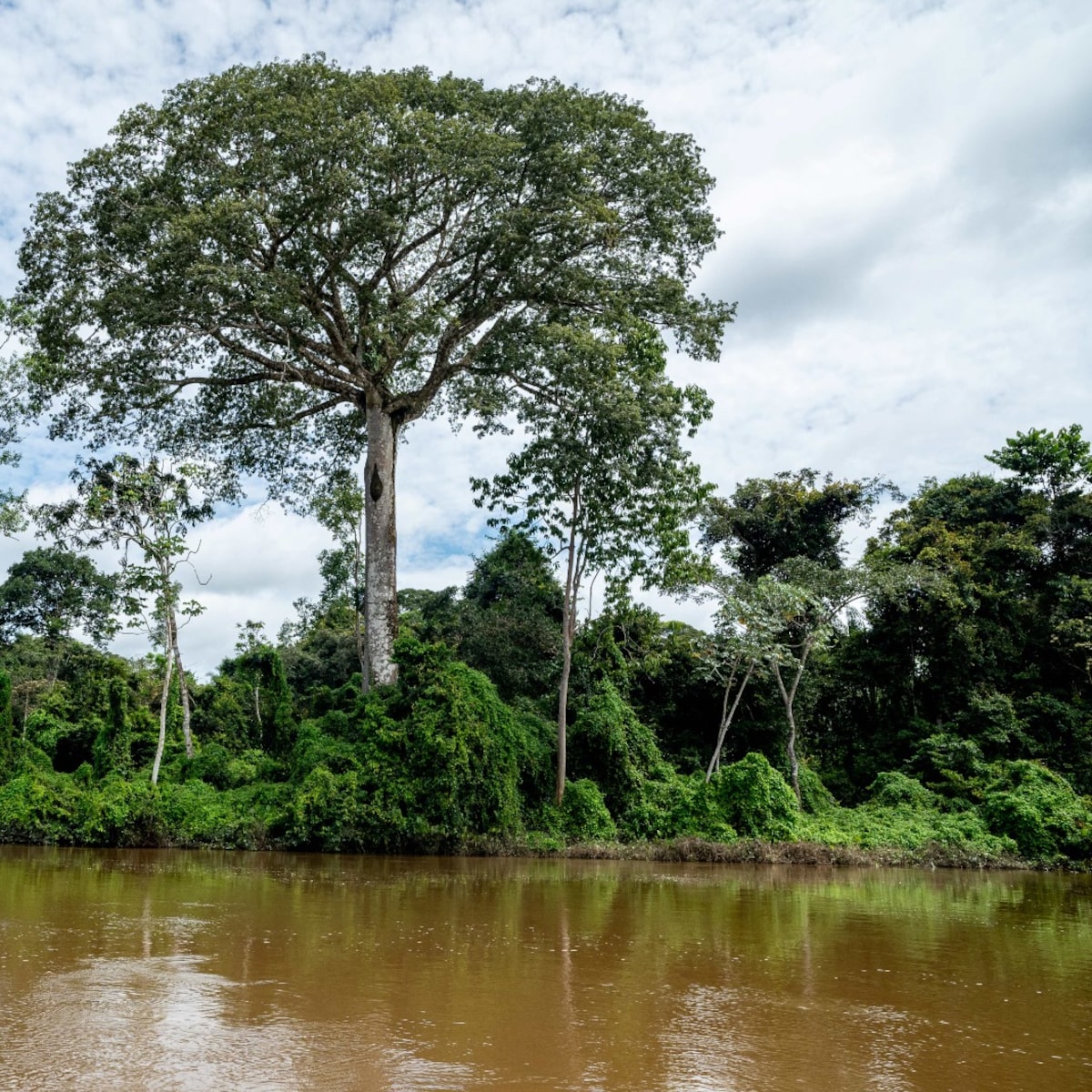 Aventura na Amazônia: Como Planejar Sua Expedição ao Parque das Árvores Gigantes