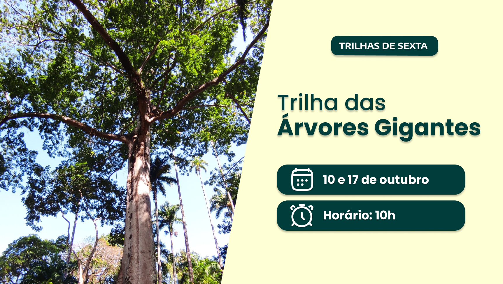 Desvendando a Trilha das Árvores Gigantes em Porto Ferreira: O Que Saber Antes de Ir