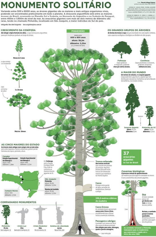Aventura na Amazônia: Como Planejar Sua Expedição ao Parque das Árvores Gigantes