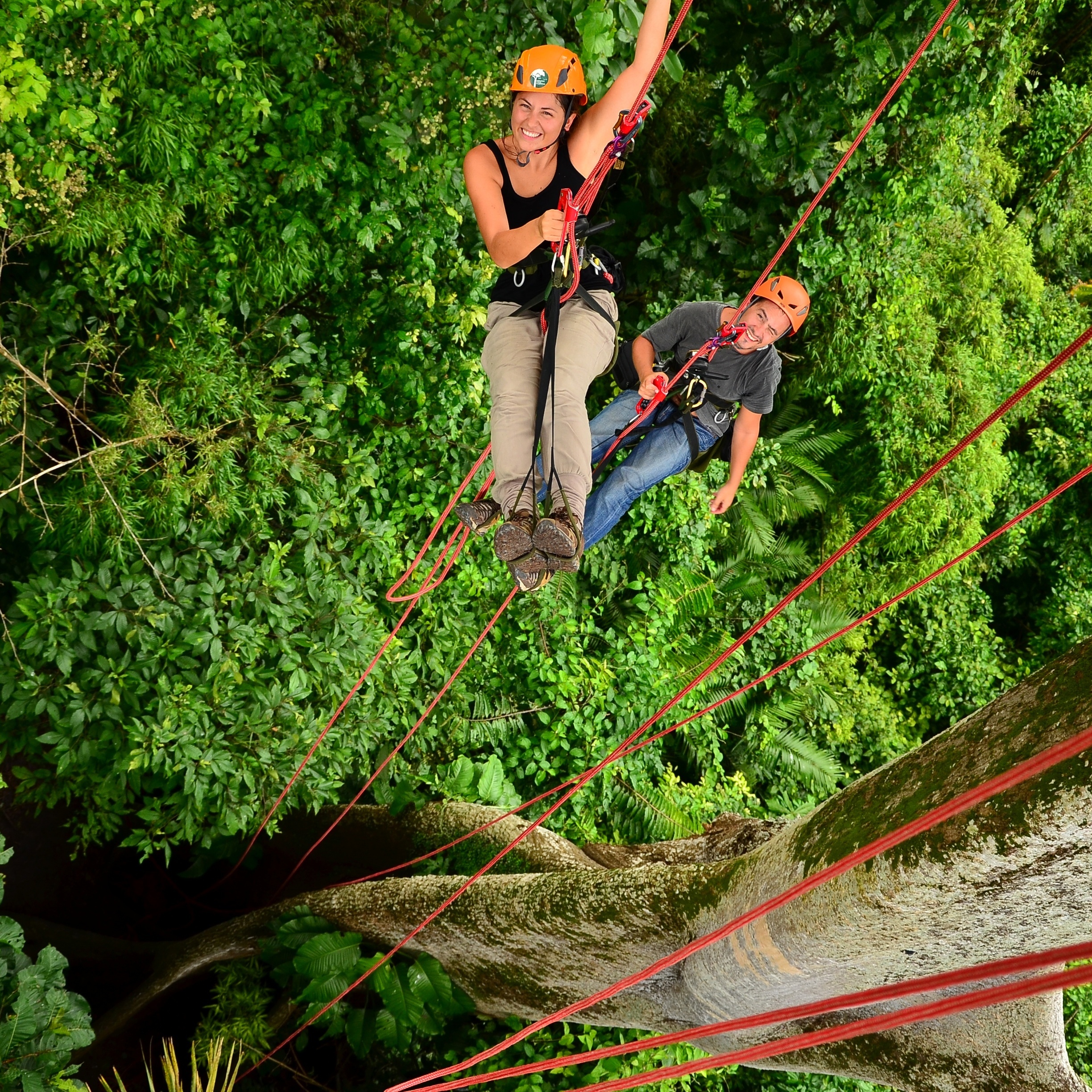 As Maiores Árvores do Mundo: Além do Brasil
