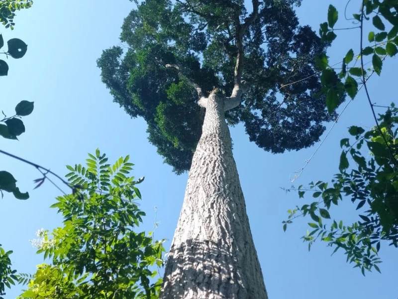 Ecoturismo no Brasil: Descobrindo as Árvores Centenárias de Campinas