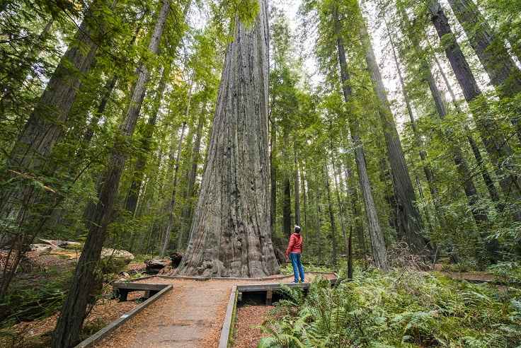 roteiro das árvores gigantes
