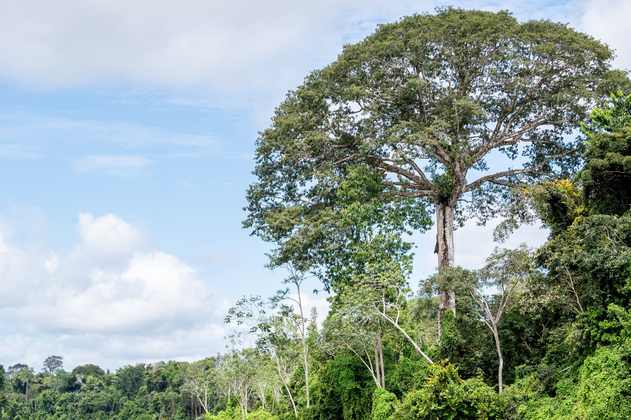 Guia Completo para Visitar o Jardim Botânico do Rio e Suas Árvores Gigantes