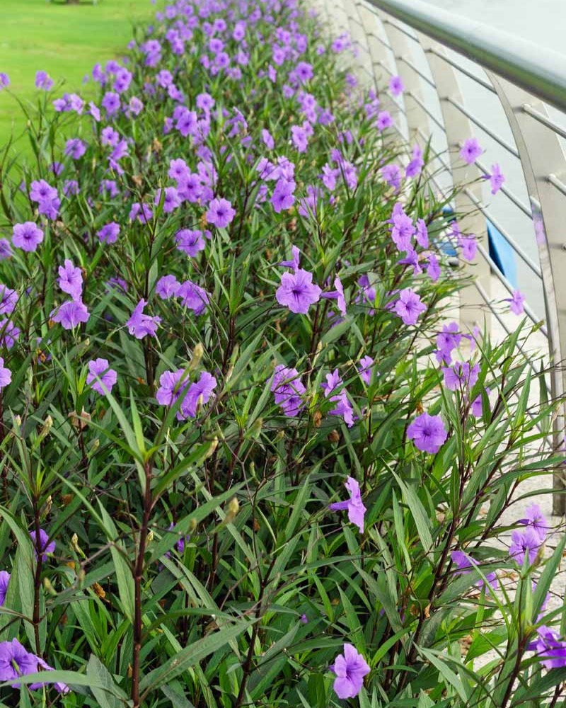 Ruellia arbustiva