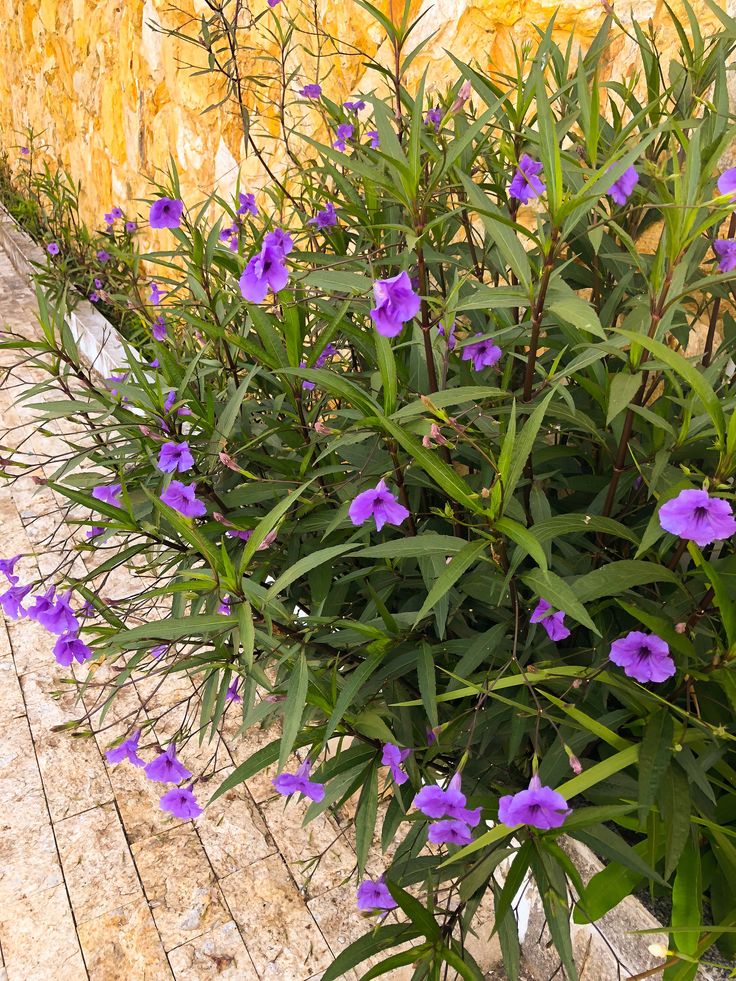 Ruellia macrantha