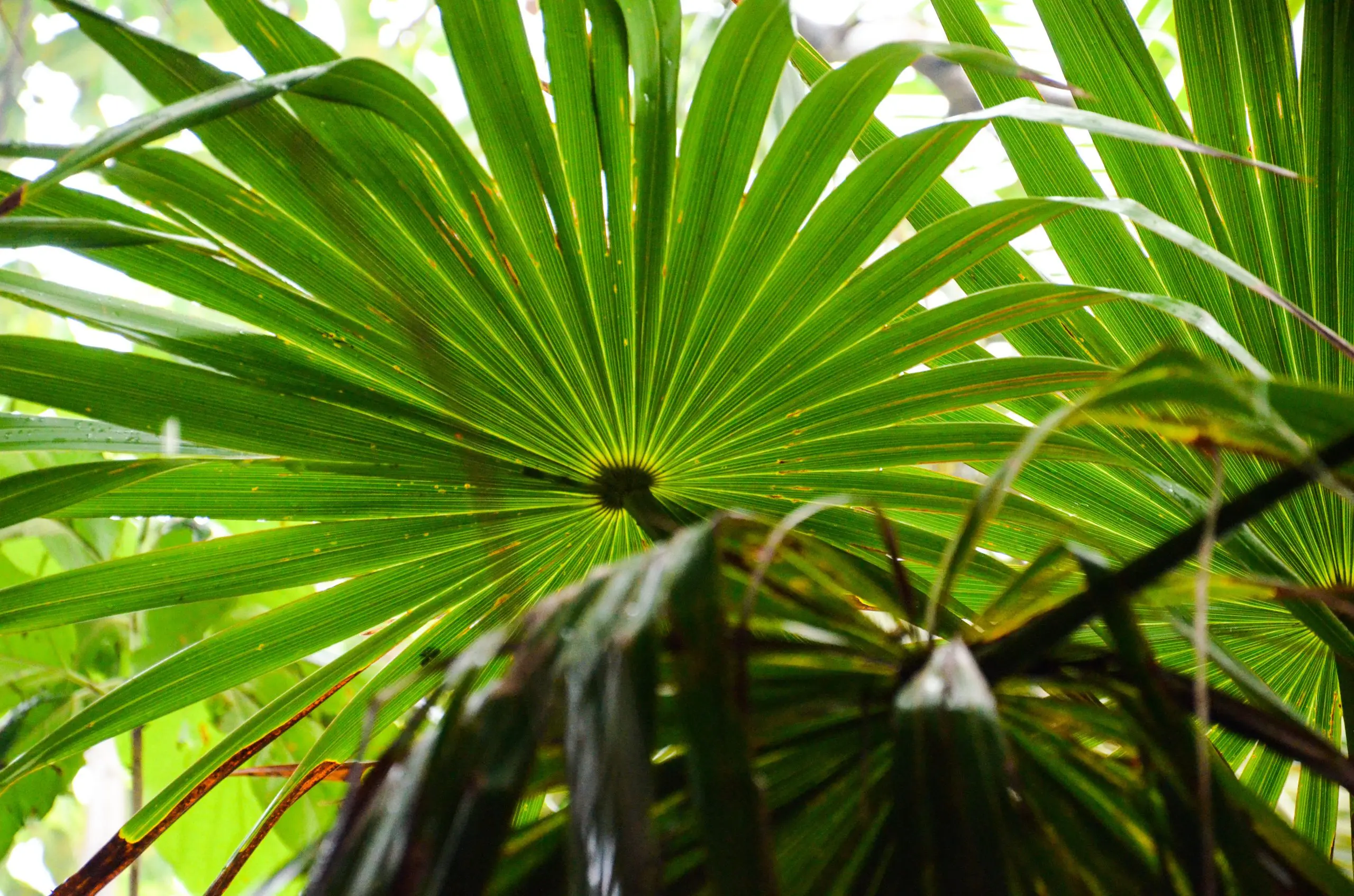 Saw Palmetto: Um aliado natural contra a queda de cabelo?