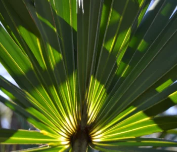 saw palmetto para que serve