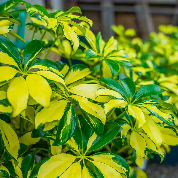 Schefflera arboricola