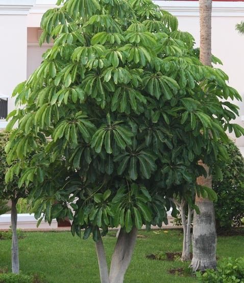 Schefflera arboricola Variegata