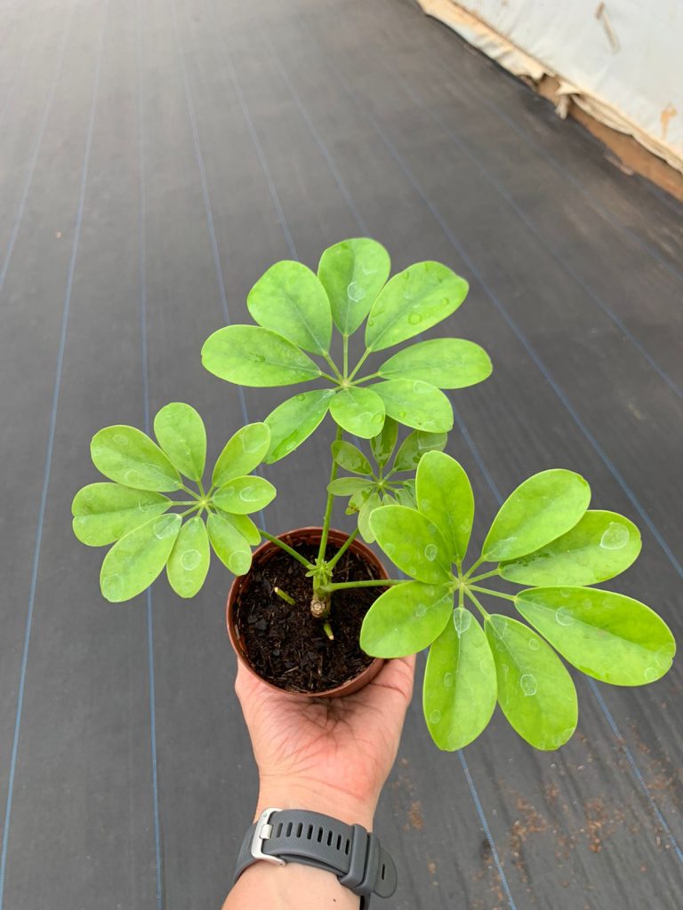 Schefflera arboricola