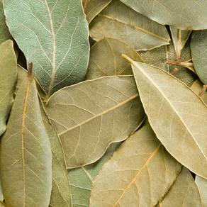 Benefícios medicinais das folhas de louro