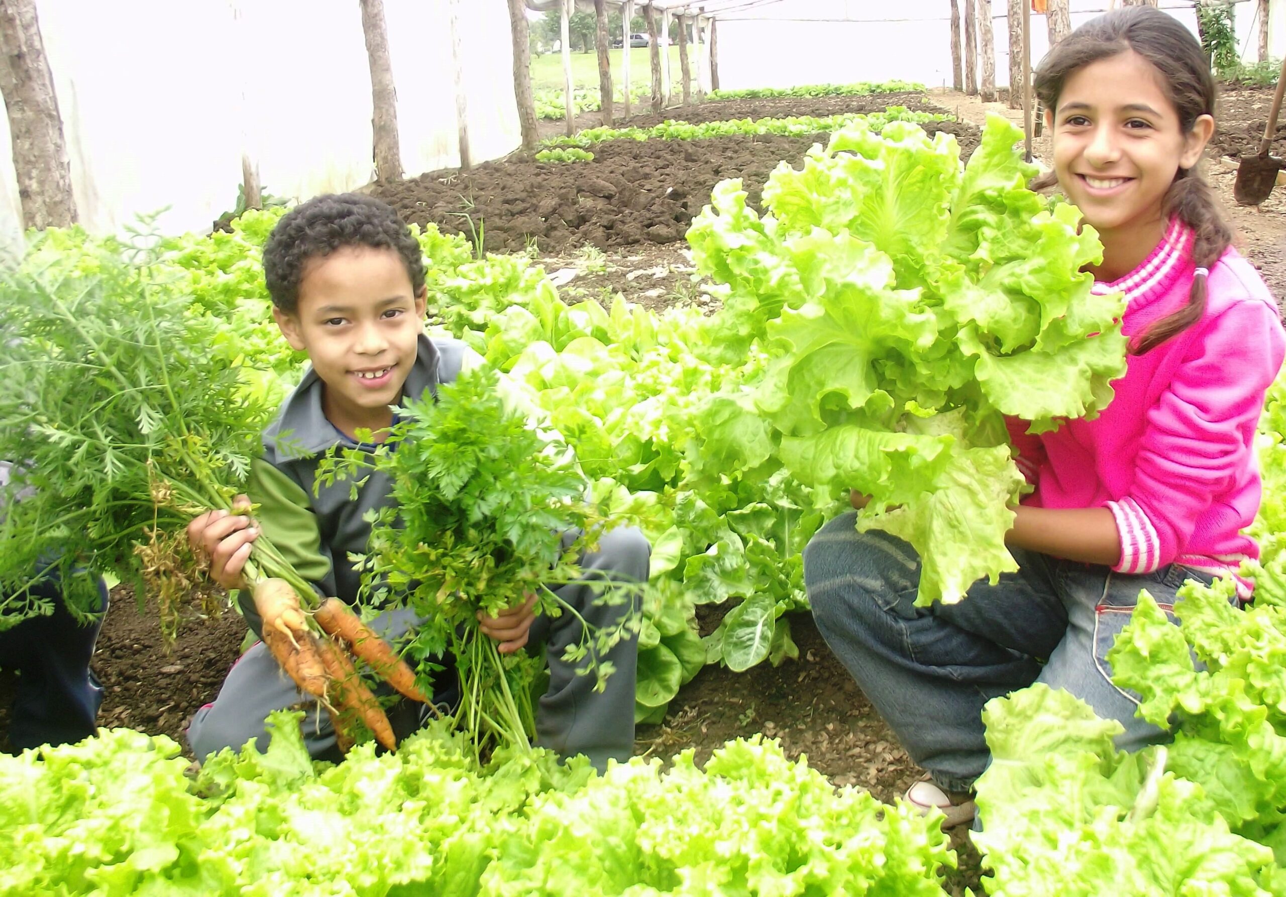 segurança alimentar e horta caseira