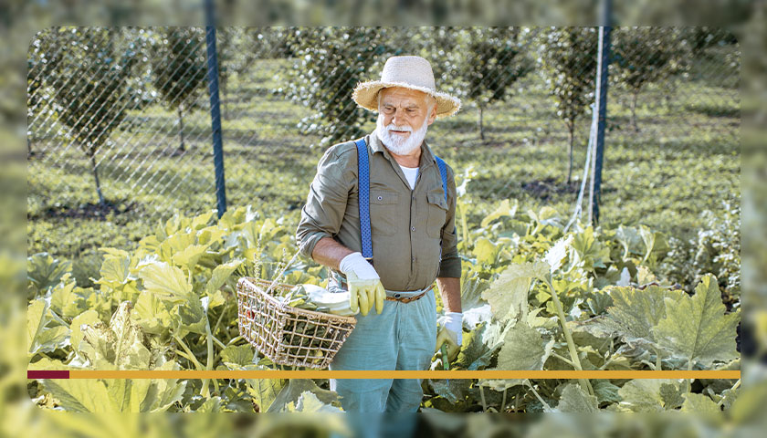 5 hortaliças fáceis para iniciantes
