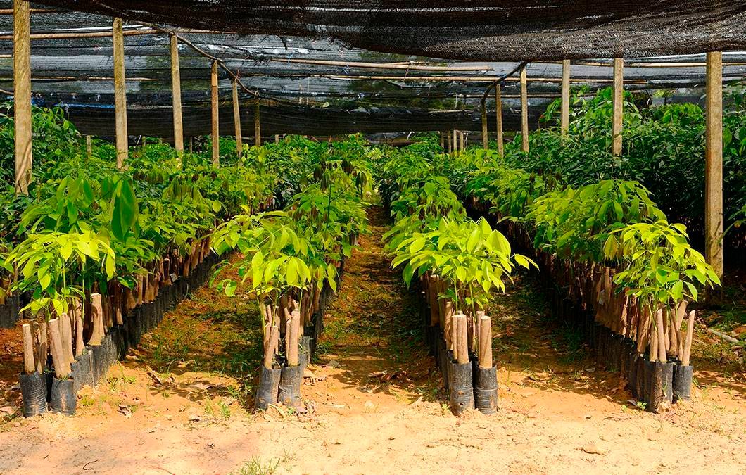 benefícios da seringueira para o meio ambiente