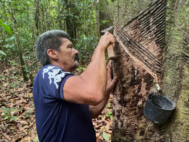 erros comuns no plantio de seringueira
