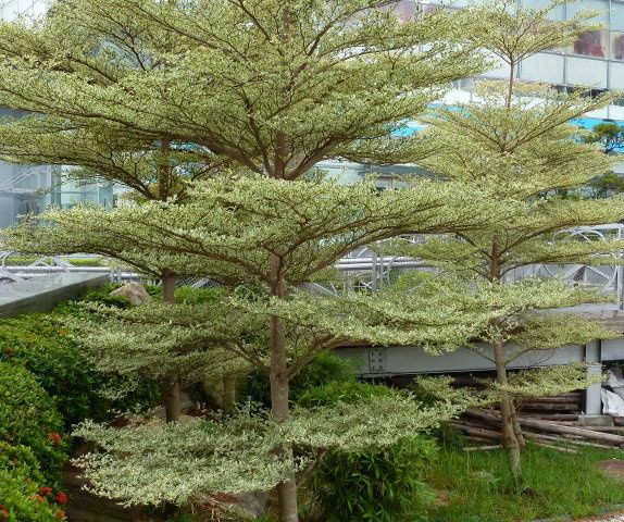 Terminalia catappa
