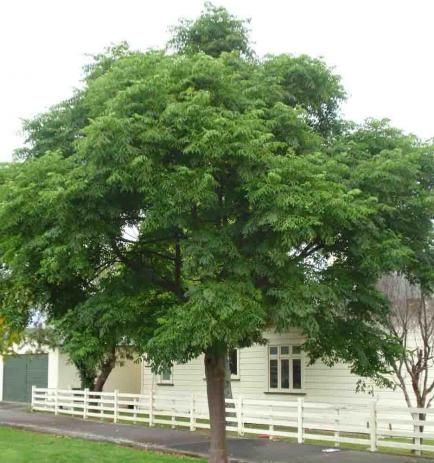 cinamomo gigante