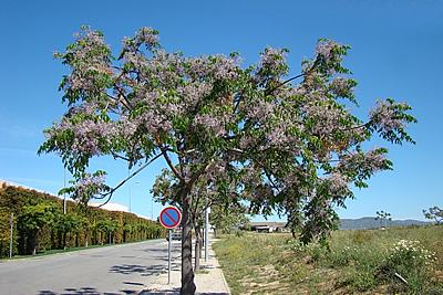 árvore de santa bárbara