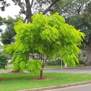 paraíso