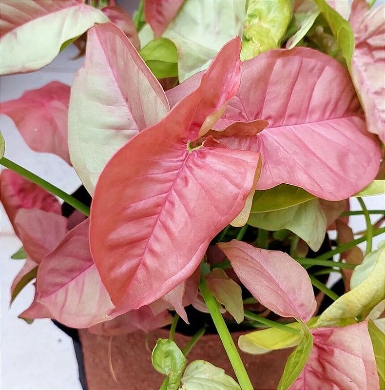 Syngonium podophyllum 